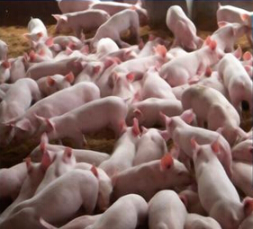 养猪用硫酸亚铁